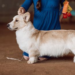 Rowan - Cardigan Welsh Corgi