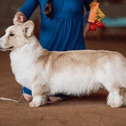 Rowan - Cardigan Welsh Corgi