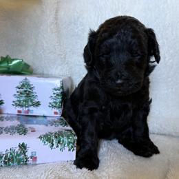 Double Doodle Puppies from Southern Sunshine Doodles