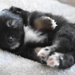 Russell Terrier, Miniature Australian Shepherd, and Toy Australian Shepherd Puppies from Rustic Lace Mini Aussies