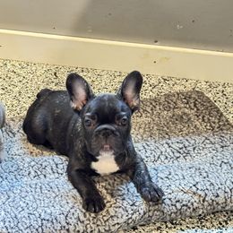Bonnie - Brindle and white female French Bulldog puppy in Campbell Hall, New York from Charlie’s Frenchies