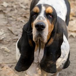 Jolene - Basset Hound