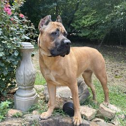 Nala - Cane Corso