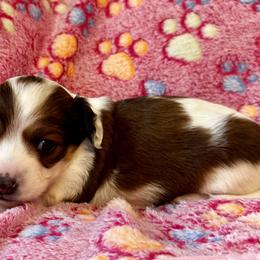 AKC Kumi - Red female Dachshund puppy in Indiana from Dani’s Darling Doxies