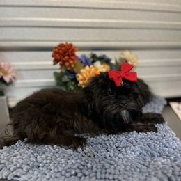 AKC Spade - Black male Shih Tzu puppy in Elgin, South Carolina from Silver Bells Paw Prints
