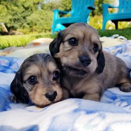 Dachshund Puppies from Lake County Cream Dachshund