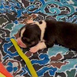 AKC Light Green Tri - Black and tan male Pembroke Welsh Corgi puppy in Summerfield, Florida from Promise Land Farm