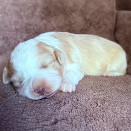 Poppy - Cream female Aussiedoodle puppy in Maysville, Missouri from Mini AussieDoodles on Meadow Lane