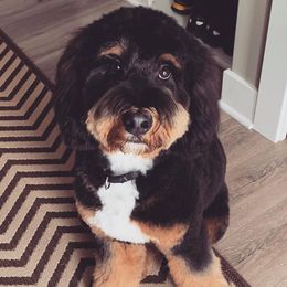 Bernedoodle and Goldendoodle All Grown Up from Lings Legacy Doodles