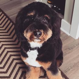 Bernedoodle and Goldendoodle All Grown Up from Lings Legacy Doodles