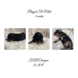 Black-bigger Tri  color - Tri-color male Cavapoo puppy in Clarksville, Iowa from Iowa Heartland Doodles