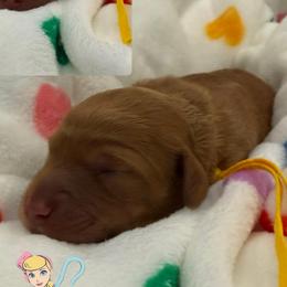 Bo Peep - Red  female Goldendoodle puppy in Moreno Valley, California from Rainbow SoCal Doodles