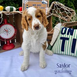 Saylor - Apricot female Goldendoodle puppy in Waterford, Michigan from Oh My Doodness!