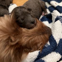 Boy 3 - male Goldendoodle puppy in Frederick, Maryland from Loving Doodles