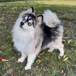 Moto - Silver and white male Pomsky puppy in Sheffield, Iowa from Clover Ridge Pomskies