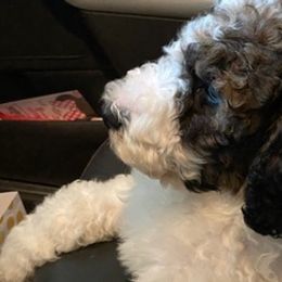 Labradoodles from Loveable Labradoodles