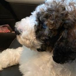 Labradoodles from Loveable Labradoodles