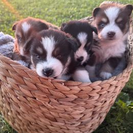 Pomsky puppies from Summer Faulkner