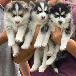 Pomsky Puppies from Sunshine Pomsky
