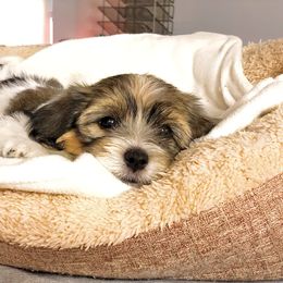 Girl 1 - Havanese puppy in Florida from Torres Havanese
