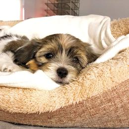 Girl 1 - Havanese puppy in Florida from Torres Havanese