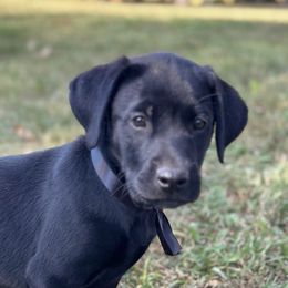 Black collar - Black male Labrador Retriever puppy in Decatur, Indiana from Golden Bundles