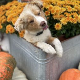 Australian Shepherd, Miniature American Shepherd, and Toy Australian Shepherd Puppies from Blue’s Family Aussies