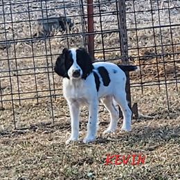 Kevin - Black and white male English Springer Spaniel puppy in Craig, Nebraska from Fur & Feathers Kennel