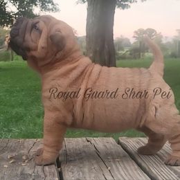 Libery - Fawn female Chinese Shar-Pei puppy in Columbus, Indiana from Royal Guard Shar Pei