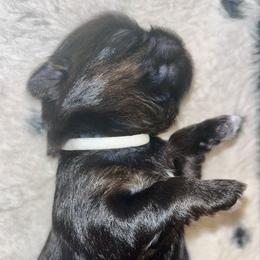 Vixen - Black and white female Shih Tzu puppy in Sacramento, California from NANA’S  QUALITY SHIH TZU'S