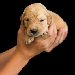 Asher ( Black collar) - Dark golden male Golden Retriever puppy in Oregon from A Goldens First Love
