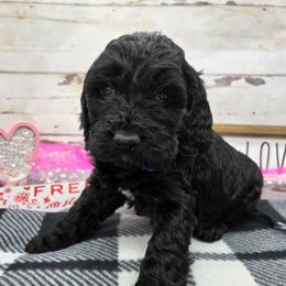 Simon - Black and white male Springerdoodle puppy in Lisbon, Ohio from Willow Lane Doodles