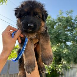 AKC Blue Boy - Black and red male German Shepherd puppy in Bakersfield, California from Aguirre Farm