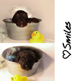 Double Doodle, Goldendoodle, and Sheepadoodle Puppies from Shaw Spring's Canines