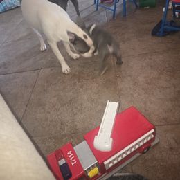 Boston Terrier Puppies from Aronow pups