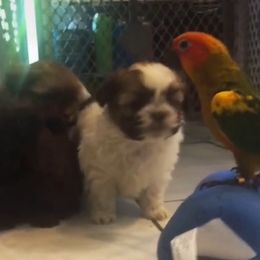 Shih Tzu Puppies from Adrianas Beautiful Shitzu’s