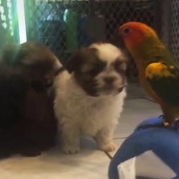 Shih Tzu Puppies from Adrianas Beautiful Shitzu’s