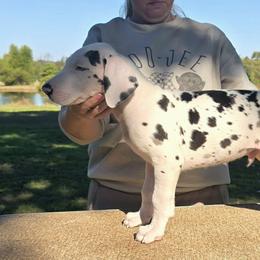 Harlequin Male D - Harlequin male Great Dane puppy in Golconda, Illinois from Breken Great Danes