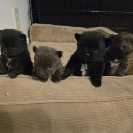 Pomeranian puppies from Mary Zabel