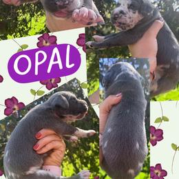 Opal - Harlequin female Great Dane puppy in Wellsville, New York from Prophecy Danes