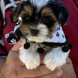 Bryant - Black tan and white male Biewer Terrier puppy in Trinity, Alabama from Bama Biewers