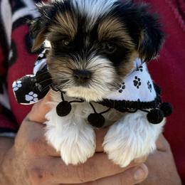 Bryant - Black tan and white male Biewer Terrier puppy in Trinity, Alabama from Bama Biewers