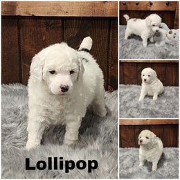 Lollipop - Parti female Poodle puppy in Elma, Washington from Joyful Paw Poodles