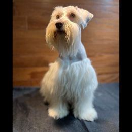 Sugar - Miniature Schnauzer