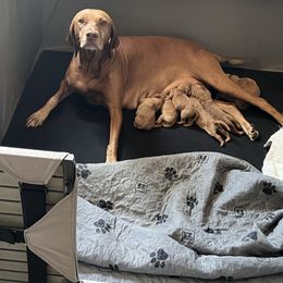 Baby G - Golden rust Vizsla puppy in Chipley, Florida from GT Gundogs