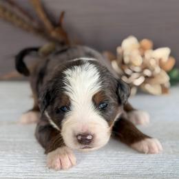 Cereal - Blue merle male Bernedoodle puppy in El Campo, Texas from Little Fur Friends Bernedoodles