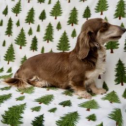Truffle - Dachshund