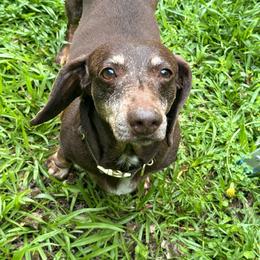 Bailey - Chocolate and tan female Dachshund puppy in Forsyth, Georgia from Momma B’s Doxies