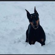 German Pinscher All Grown Up from Windamir German Pinschers