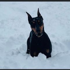 German Pinscher All Grown Up from Windamir German Pinschers